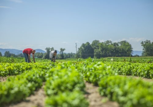 So many vegetables on this field. It`s a nice summer day.